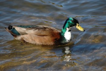 ftduck.jpg (18940 bytes)