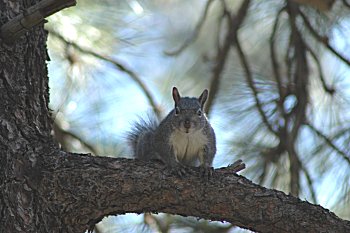 ftsquirrell.jpg (24224 bytes)
